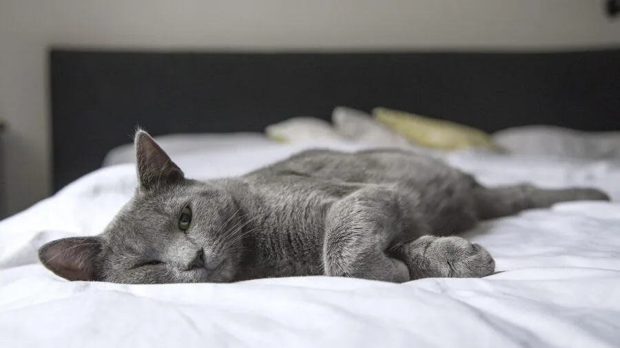 A cat relaxing in a sunlit corner of a modern home interior with comfortable furnishings