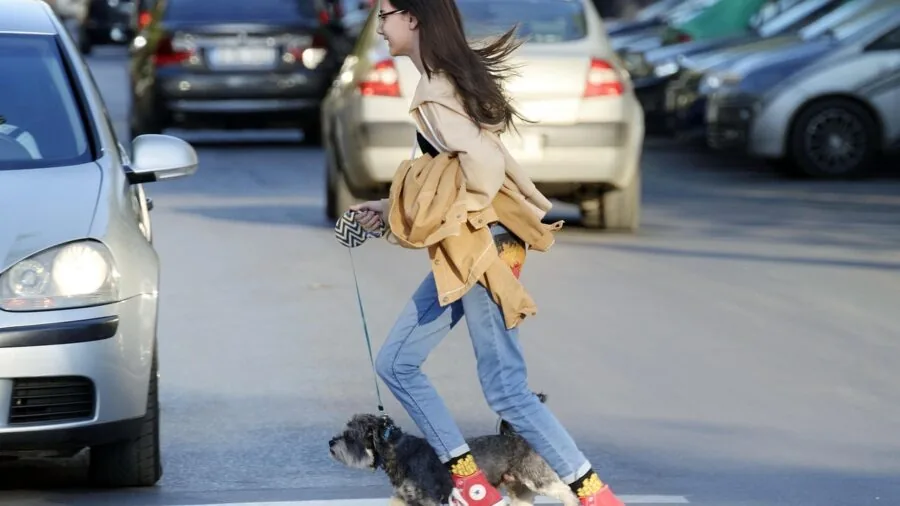 Active dog on leash during outdoor walk, demonstrating secure restraint and safety during pet exercise