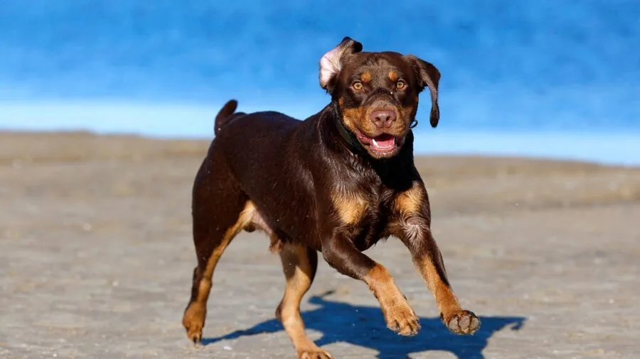 Active dog splashing through mud and water in natural outdoor environment