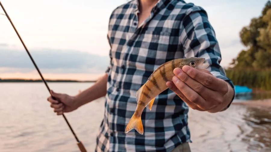 Angler checking and aerating live bait in cooler during fishing trip