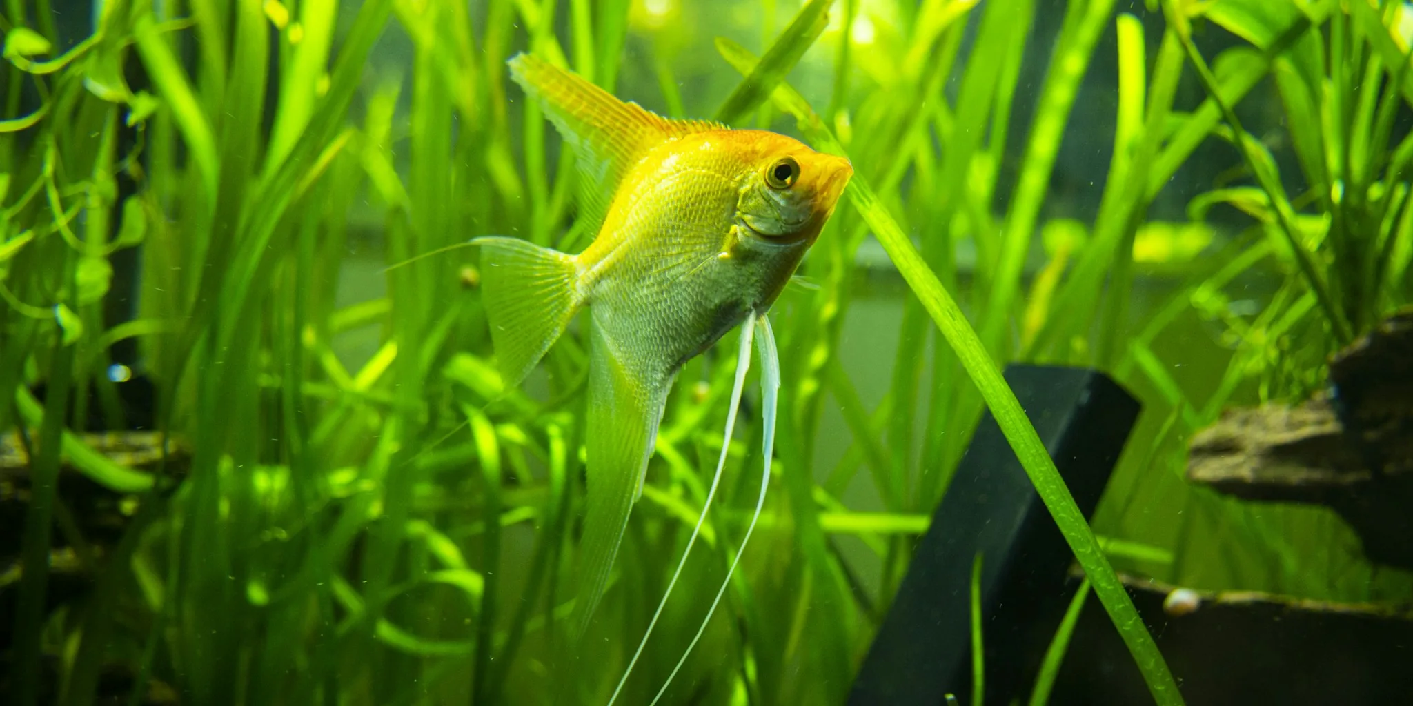 The Best Aquarium Filters for Every Tank Size and Budget