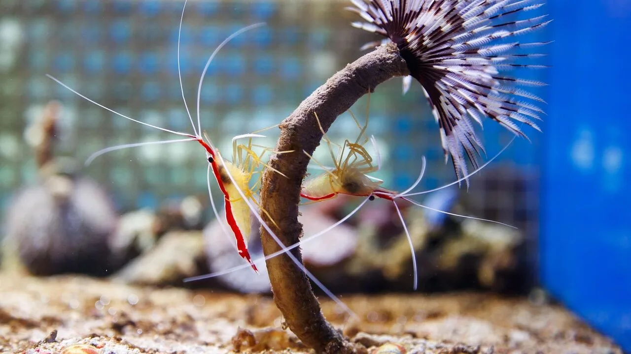 Aquarium Gravel Cleaners Worth Buying for Every Tank