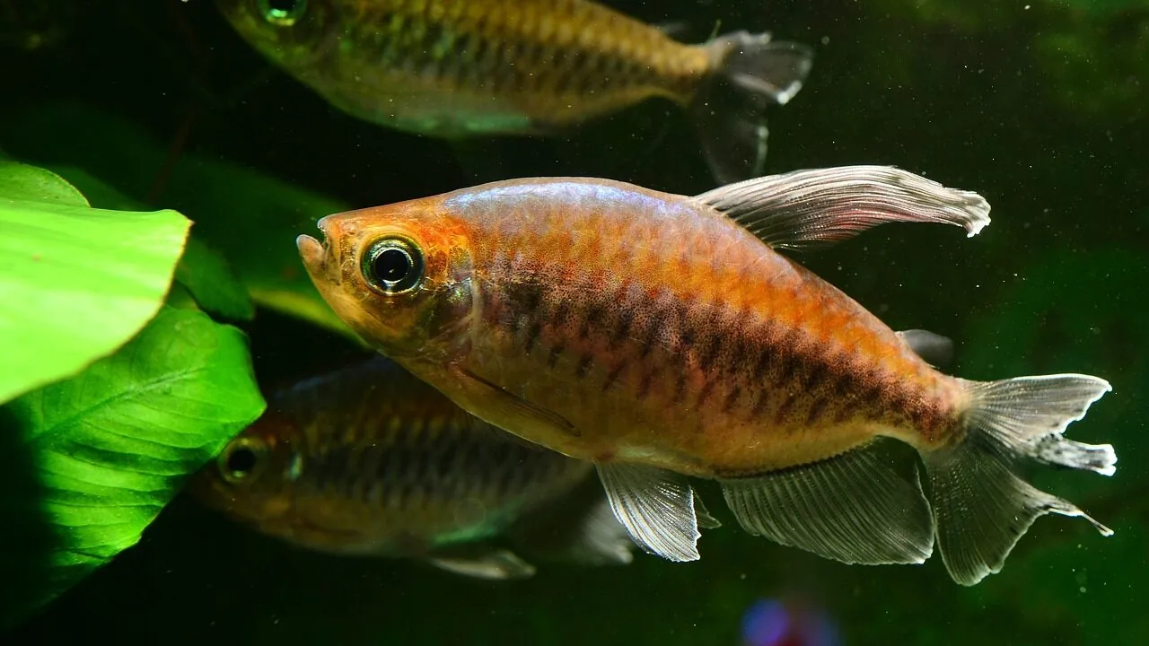 The Best Aquarium Lights for Every Tank and Budget