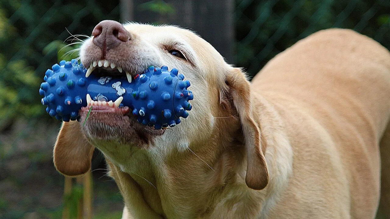 Chew Toys for Small Pets Worth Buying