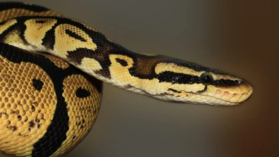 Ball python coiled in natural hide demonstrating typical behavior and preferred tight enclosed space