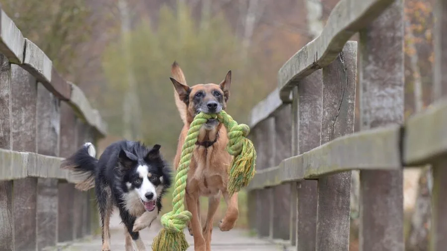 Big dog interacting with oversized toy, demonstrating size-appropriate play for larger breeds