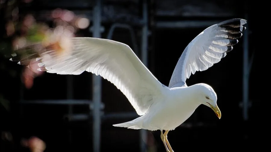 Bird balancing on a gently swaying branch in natural light, demonstrating dynamic motion and stability in nature