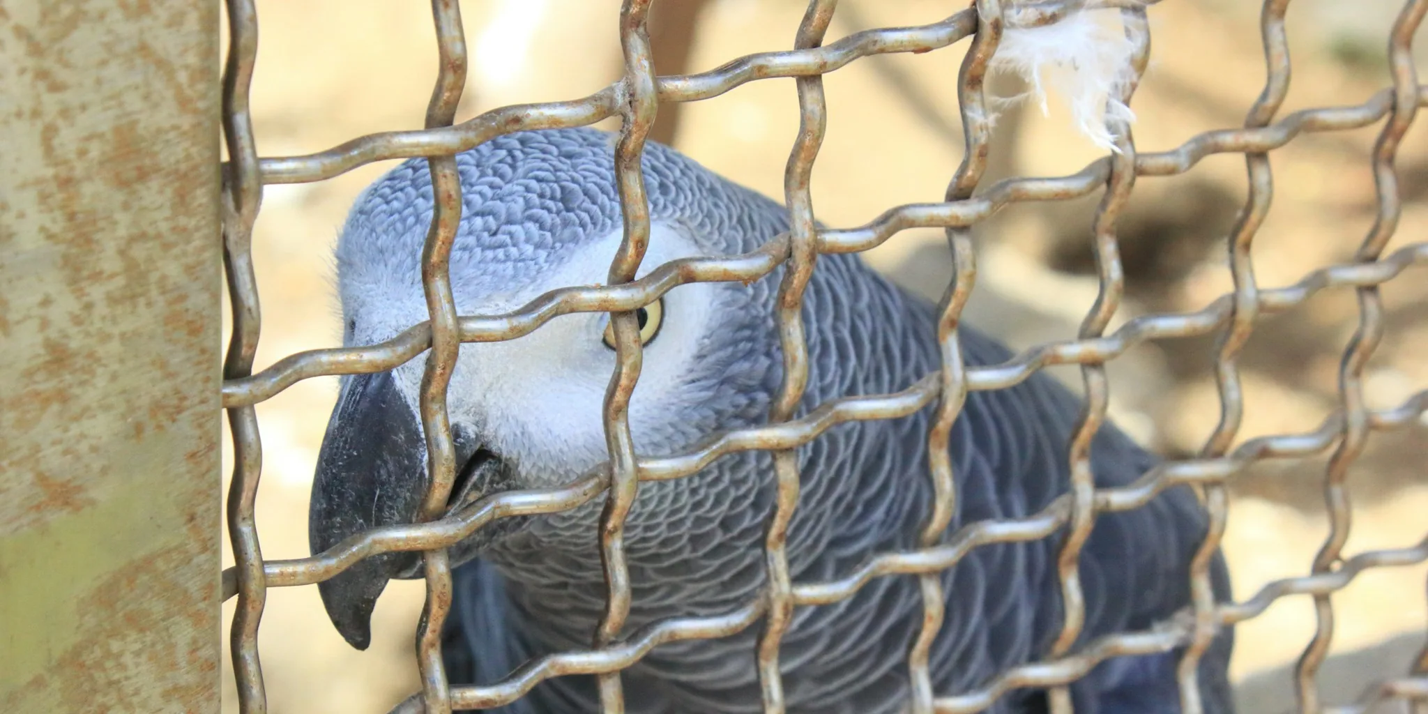 The Best Bird Cage Covers for Every Cage Size and Species