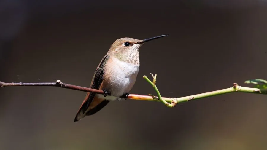Bird enrichment and play activity with natural perches and interactive elements