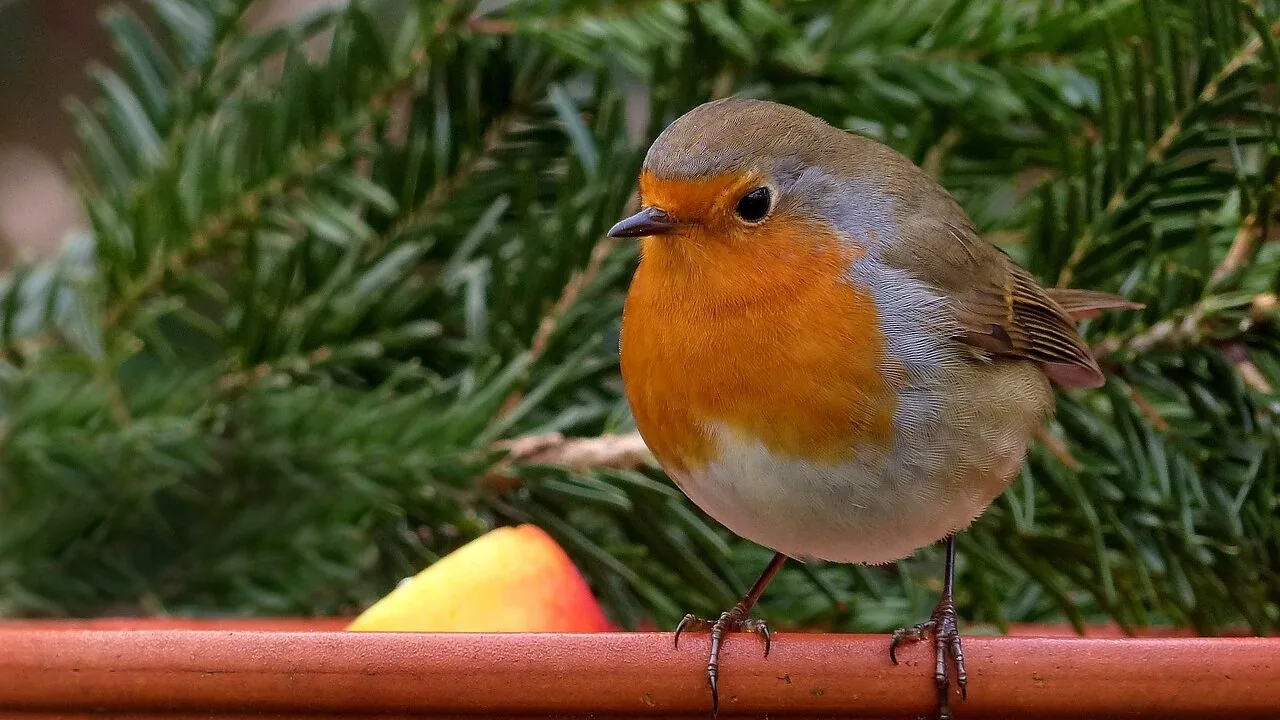 Bird Feeding Bowls Worth Buying for Every Cage and Garden