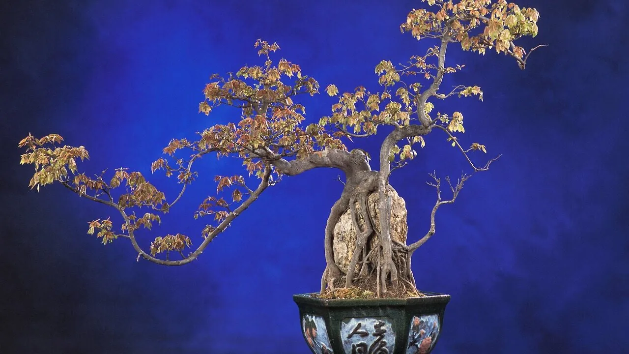 The Best Bonsai Starter Kits for Every Grower and Budget