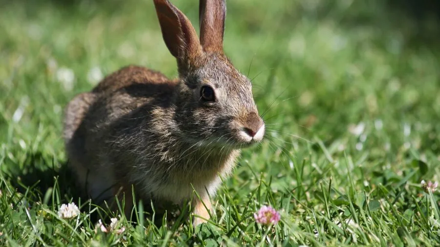 Brown rabbit chewing on untreated wood furniture in a bright living room setting