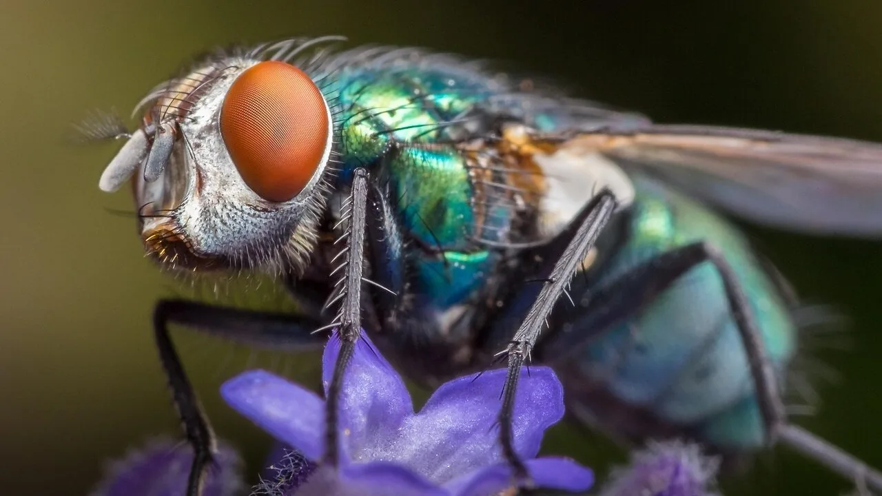 Bug and Tar Removers Worth Buying for Every Driver