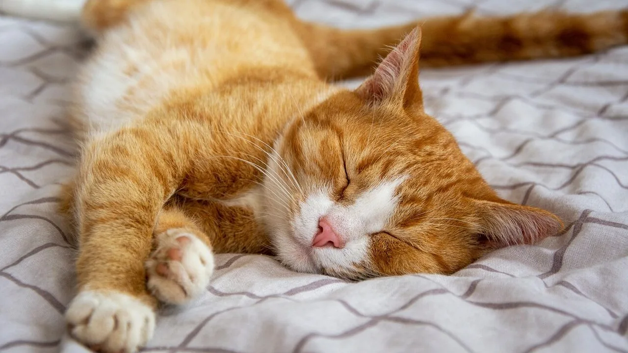 The Best Cat Beds for Every Sleeping Style and Budget