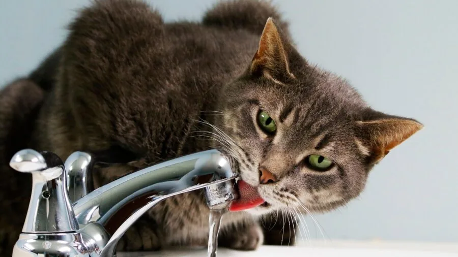 Cat drinking from water bowl placed away from food dish on kitchen floor
