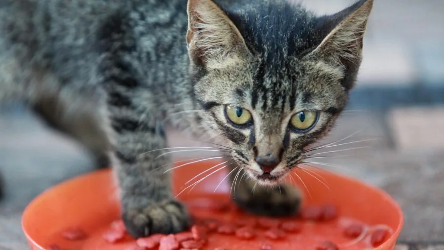 Cat eating from a ceramic bowl on a kitchen floor during mealtime