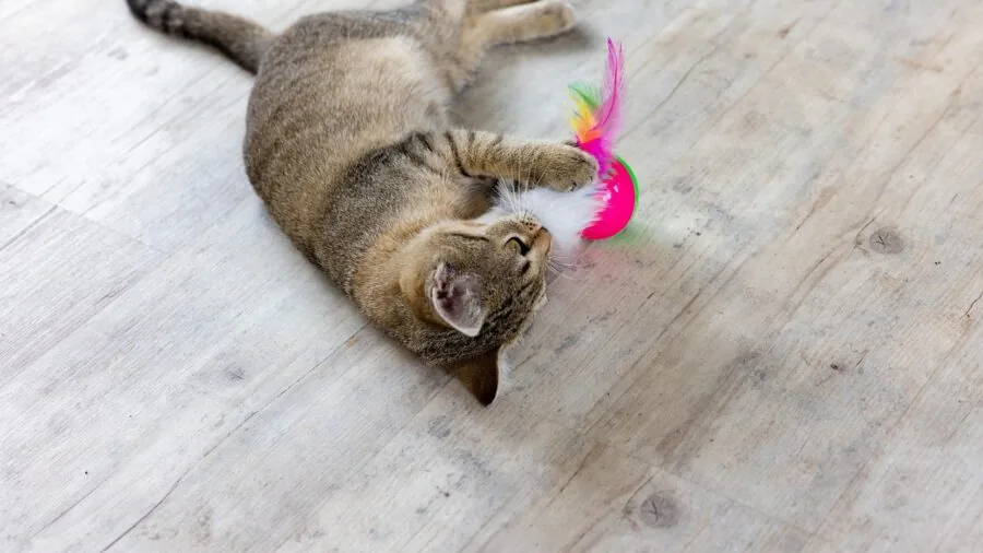 Cat engaging with enrichment toys and climbing structures in a bright, stimulating indoor space