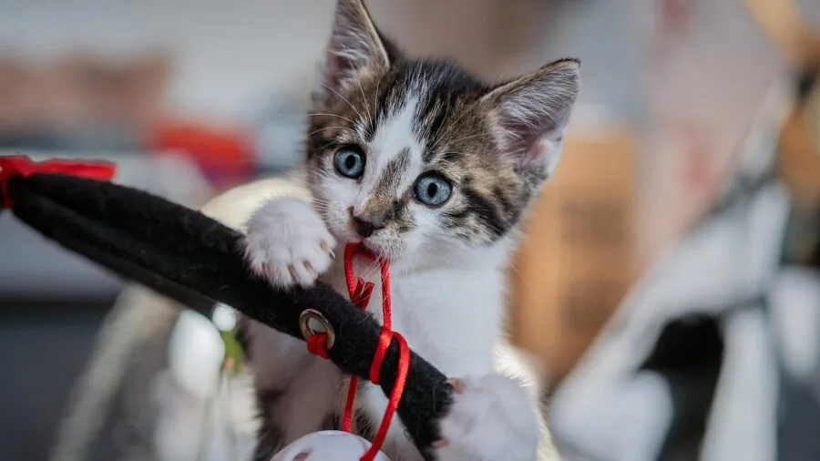 Cat enjoying interactive play with toys and enrichment activities indoors