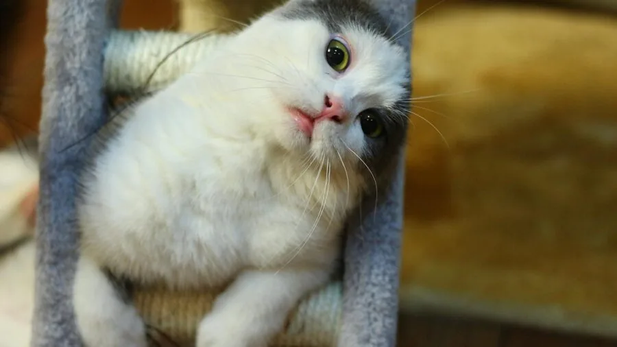Cat enjoying playtime with a toy on a hardwood floor in natural light