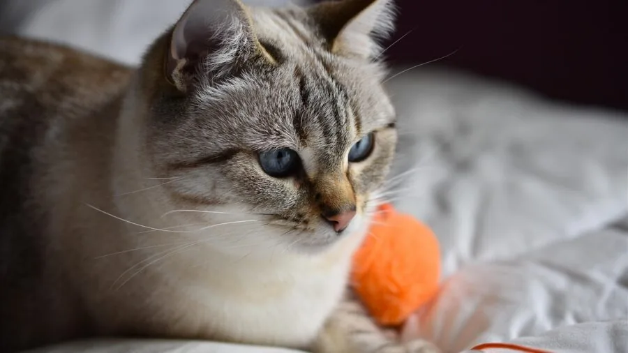 Cat owner examining worn out toy before purchasing replacement interactive toy