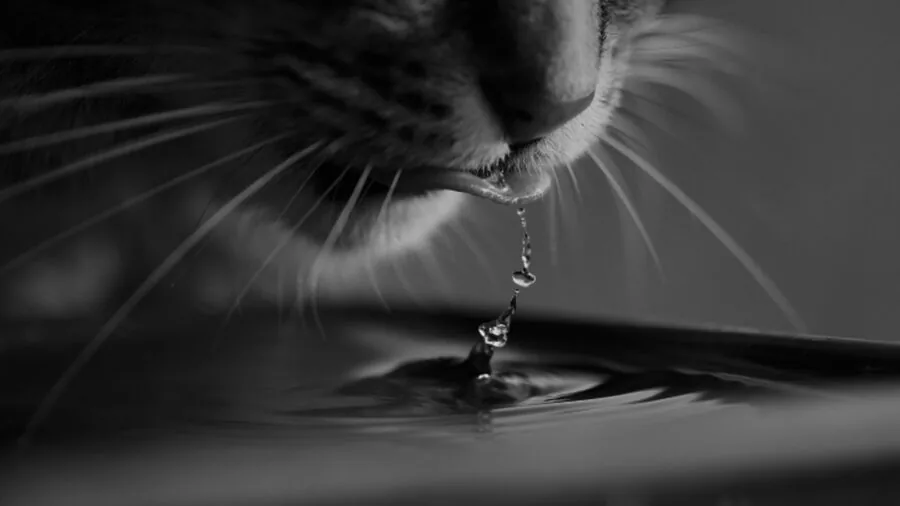 Cat peacefully drinking from water bowl in calm home environment