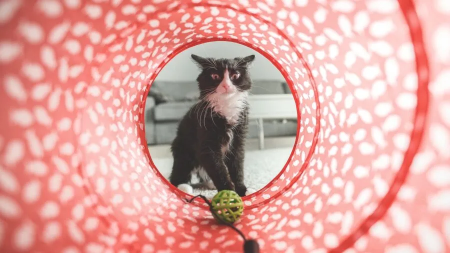 Cat playing with interactive toy while owner charges device in background