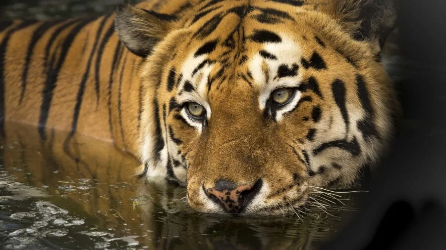 Cat receiving gentle bath with natural shampoo during grooming session