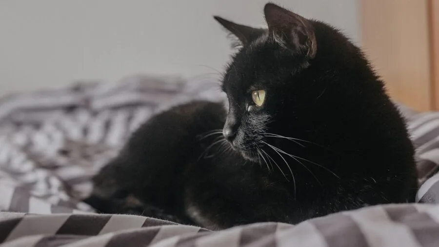 Cat relaxing in a cozy living room corner near furniture where it spends time