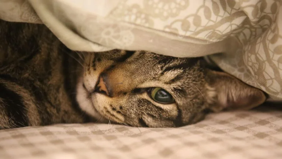 Cat relaxing on a well-made fabric bed, demonstrating quality construction and comfort
