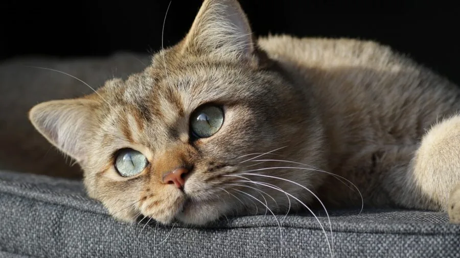 Cat relaxing on plush soft bedding material in warm comfortable setting
