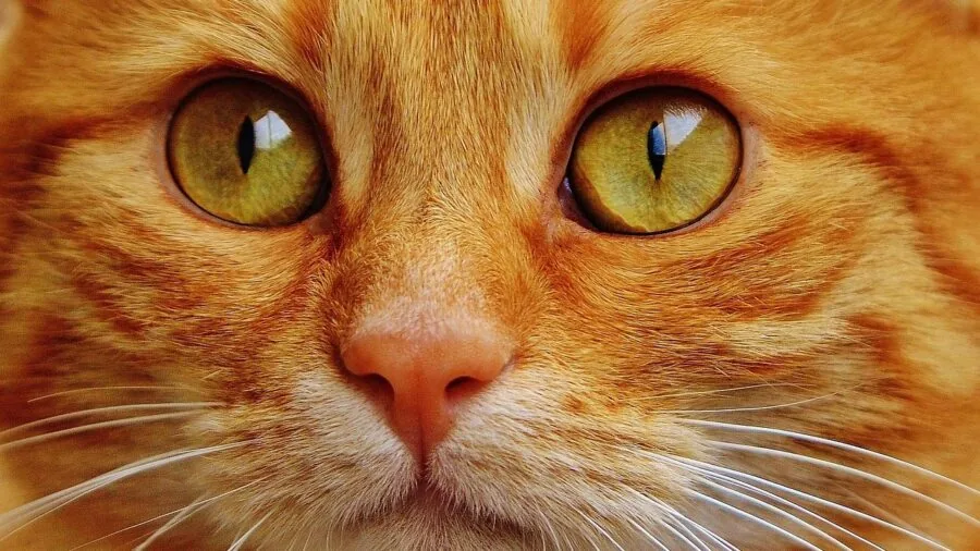 Cat resting peacefully in a secure, enclosed hiding spot that provides comfort and privacy
