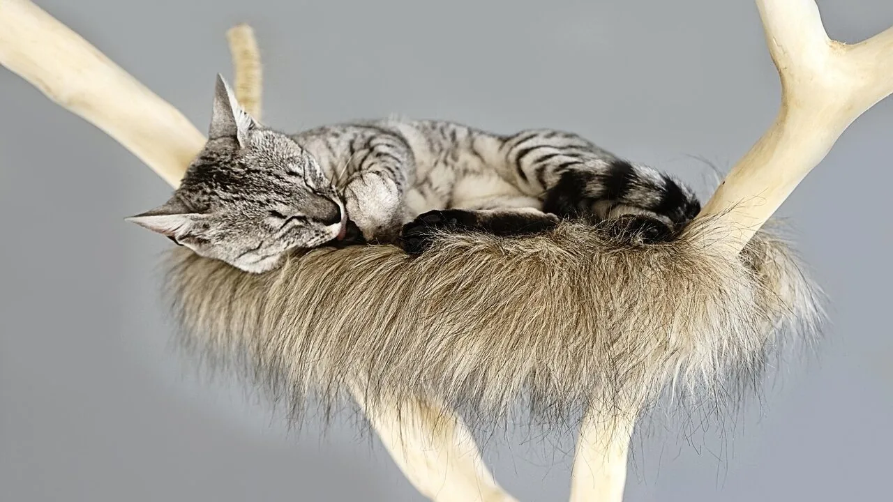 The Best Cat Scratching Posts for Every Home and Cat