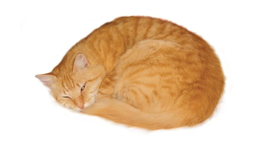 Cat sleeping curled up in a comfortable resting position on a cozy surface