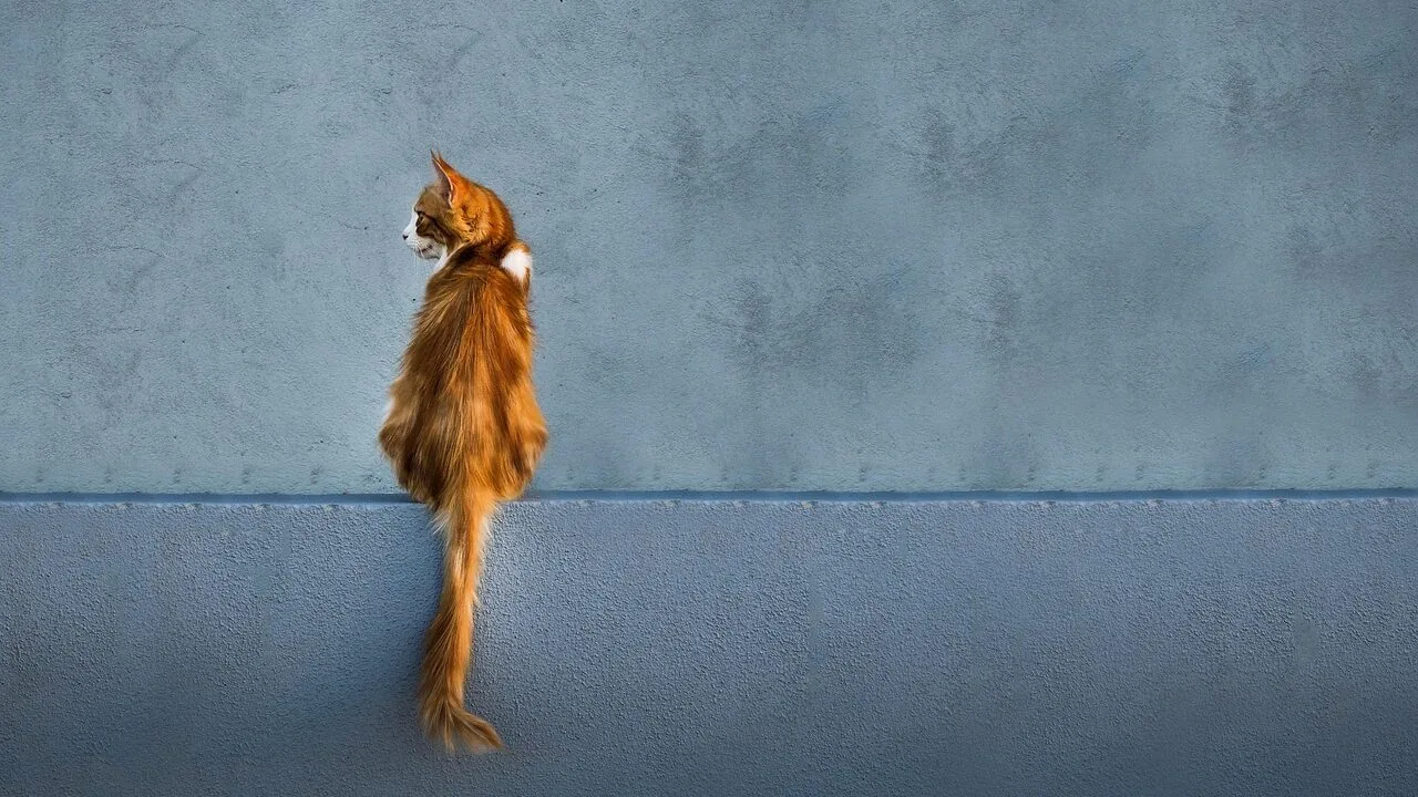The Best Cat Wall Shelves for Every Home and Cat