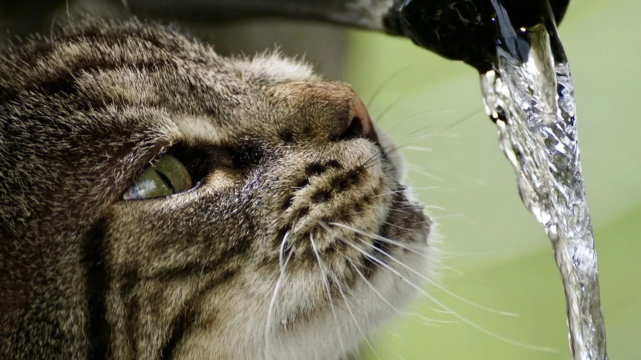 The Best Cat Water Fountains for Every Home and Budget