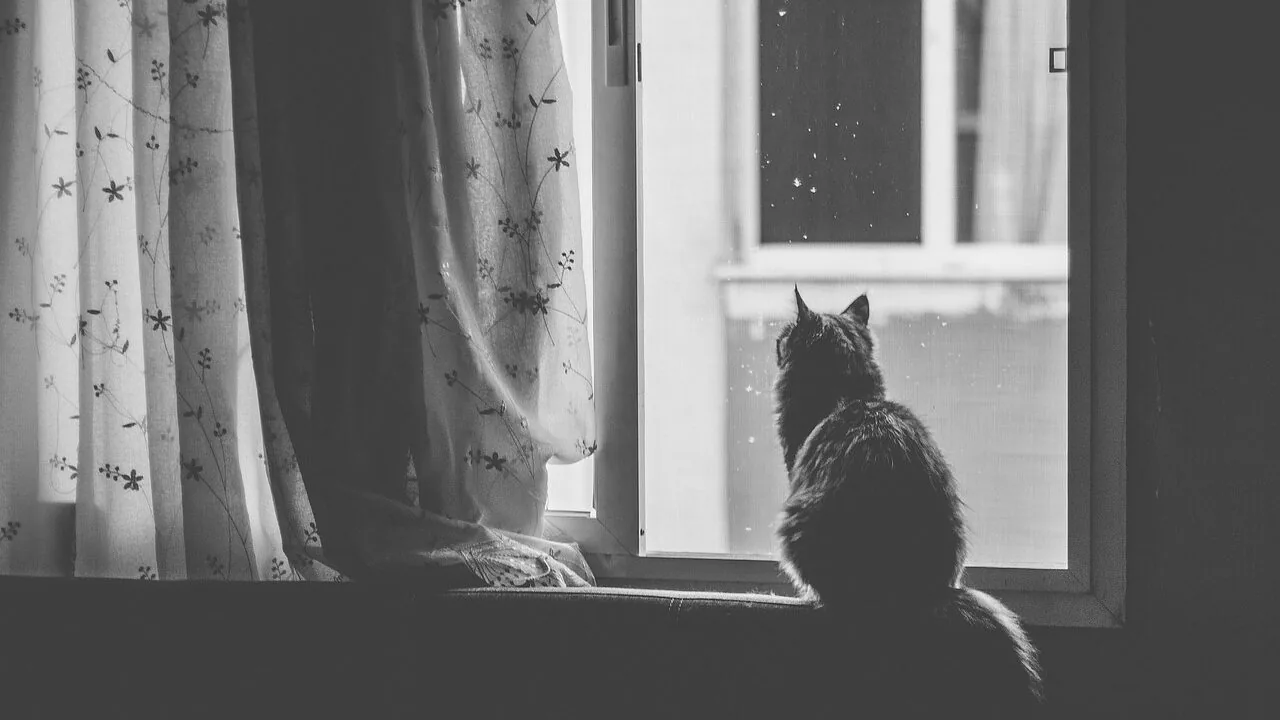 The Best Cat Window Perches for Every Indoor Cat