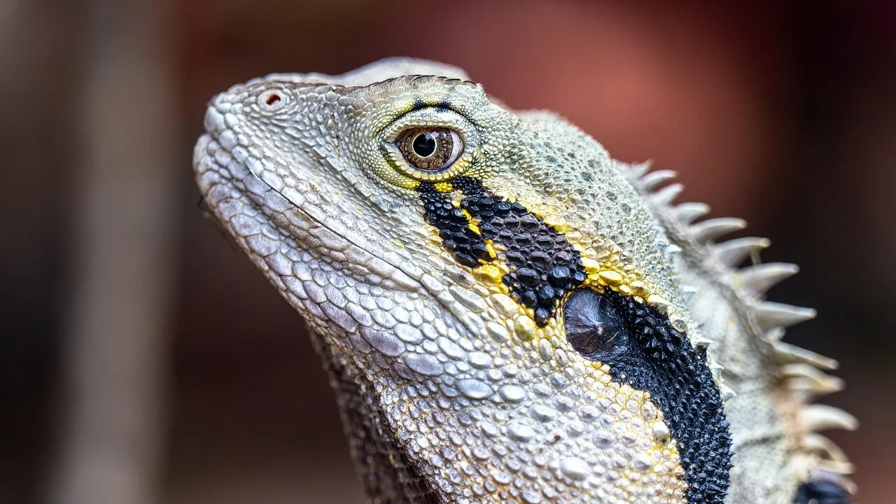 Reptile Water Dishes Worth Buying for Every Tank Setup