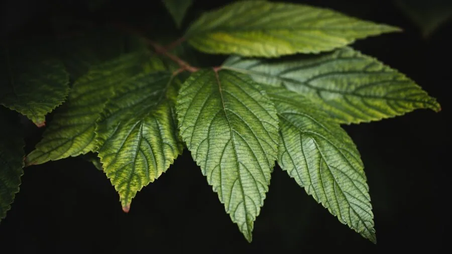 Close-up detail of high-quality faux plant leaves showing realistic texture and material quality