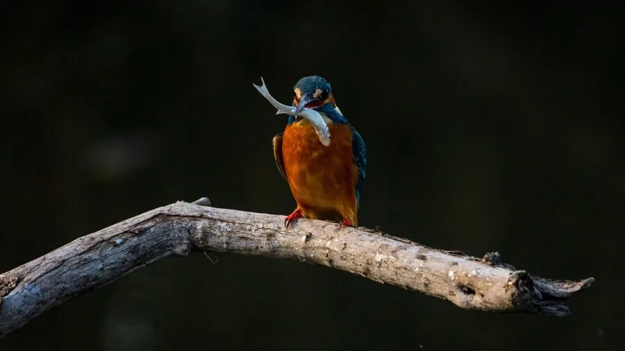Close-up of a bird gripping a wooden branch with its feet, showing natural perching behavior and foot flexibility