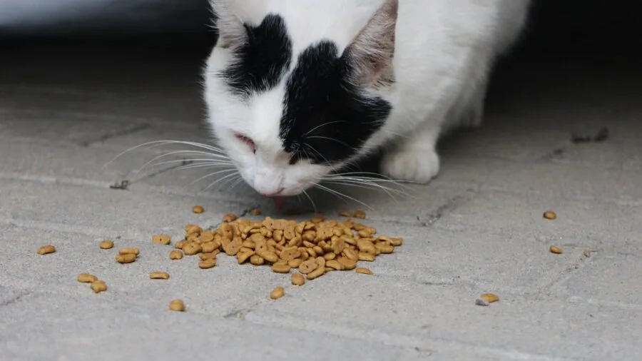 Close-up of a cat eating dry kibble from a bowl, showing healthy coat and engagement with food
