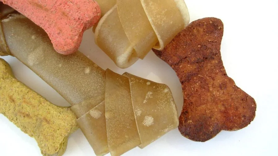 Close-up of a dog actively chewing on a dental treat, showing engagement with the product