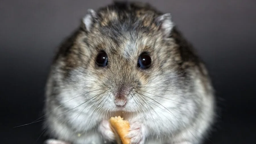 Close-up of a hamster running on a textured wheel, showing paw grip and natural movement during exercise