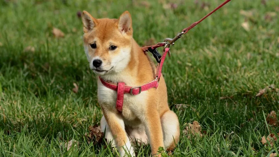 Close-up of a small dog wearing a secure harness and leash during travel preparation
