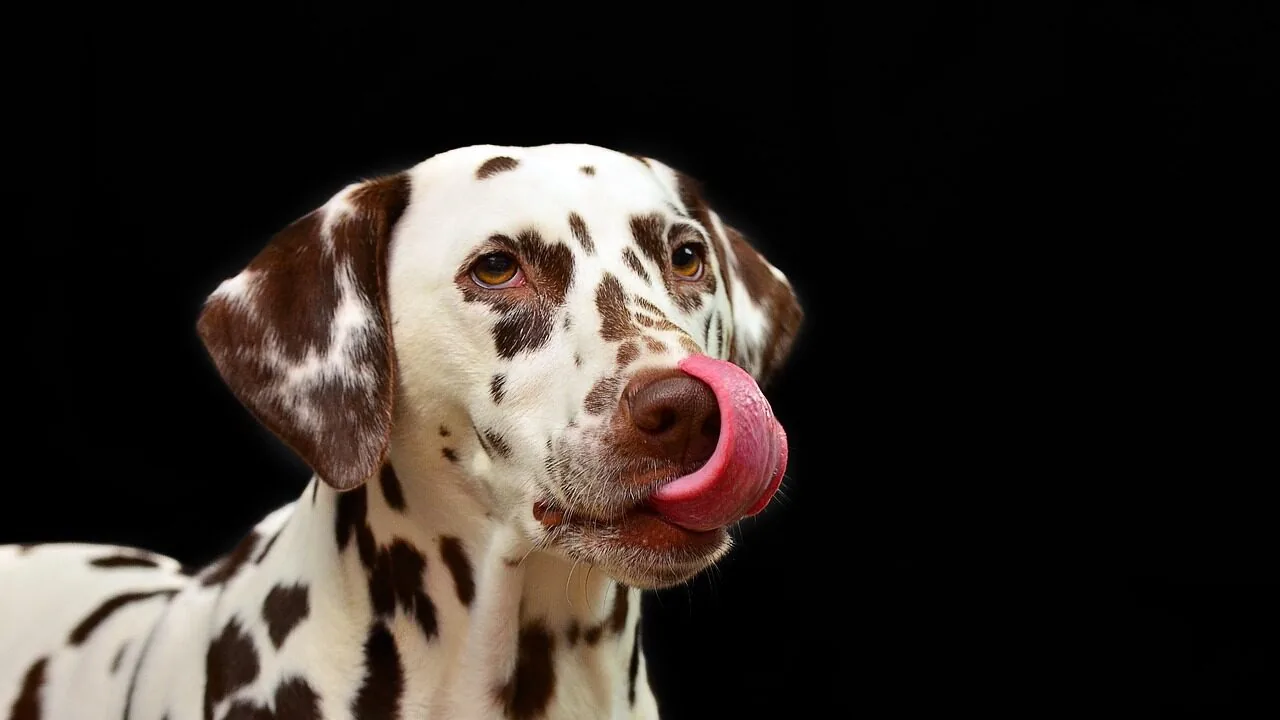 The Best Lick Mats for Dogs and Cats Worth Buying