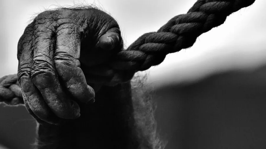 Close-up of athlete's hands firmly gripping rope during intense workout training session