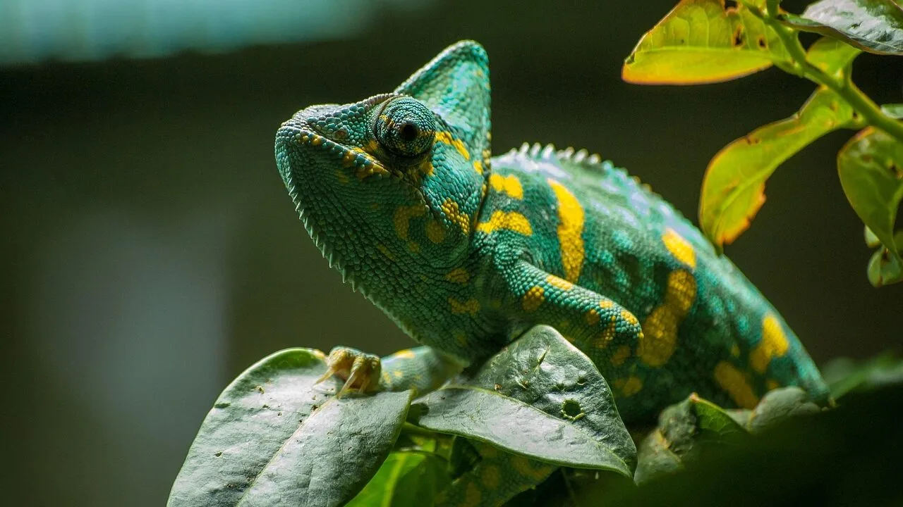 The Best Reptile Substrates for Every Habitat and Species