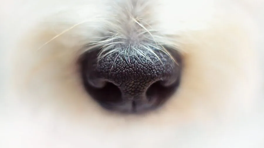 Close-up of dog's nose showing keen sense of smell and sensitivity to scents