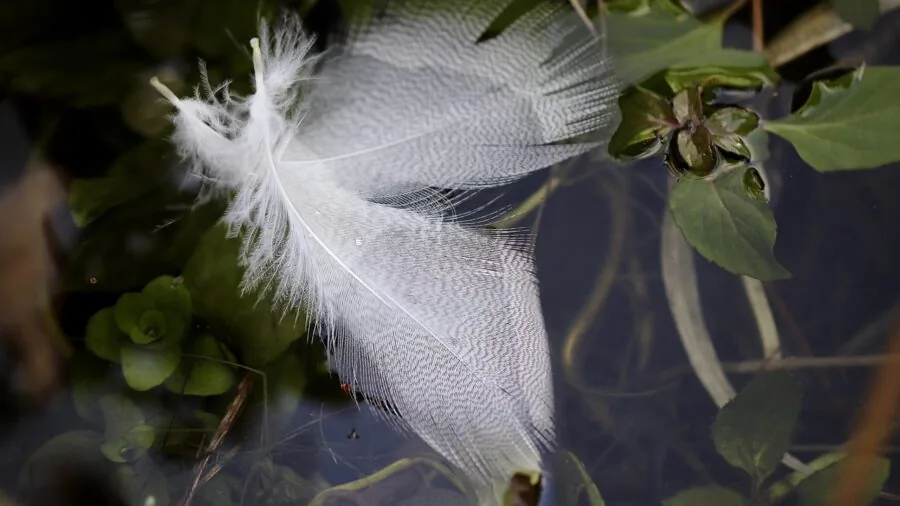 Close-up of fluffy down feathers expanding and filling space, showing natural volume and texture