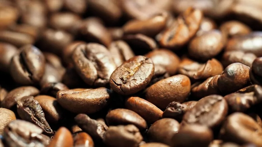 Close-up of fresh coffee grounds in grinder with morning light streaming through kitchen window