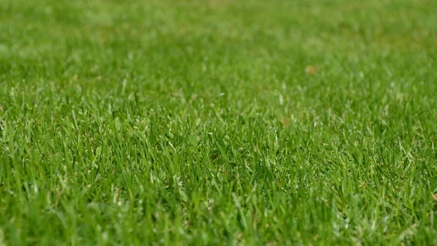 Close-up of garden lawn edge with grass detail near landscaping border